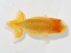 横浜観魚会 第一回研究会 8位　作本守聡