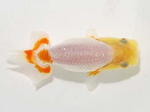 横浜観魚会 第一回研究会 9位　中川元吉