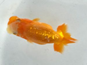 愛魚会　研究会　第十位　林　政信