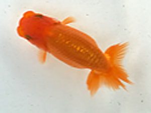 愛魚会　研究会　第九位　永島弘一