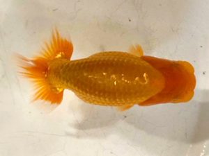 房総らんちう会　研究会　1位　秋元和男