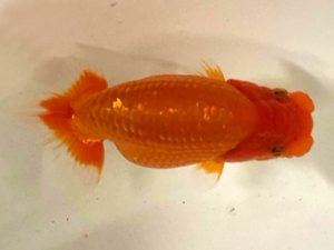 房総らんちう会　研究会　2位　五十嵐　稔