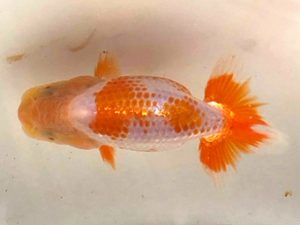 房総らんちう会　研究会　3位　高地成弥