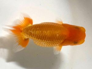 房総らんちう会　研究会　4位　秋元和男