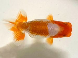 房総らんちう会　研究会　5位　古川裕昭