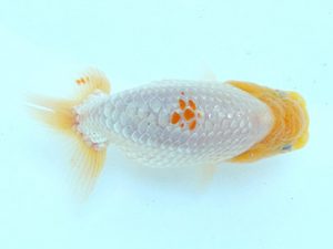 研究会　西大関　鎌田芳男