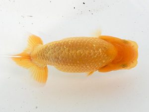 研究会　東取締　植田春寿