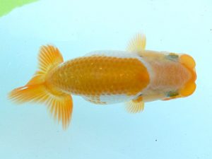 研究会　西取締　和田　宝