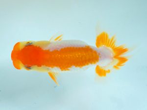 研究会　1席　名口貴之（香川）