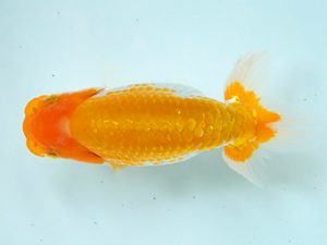 研究会　3席　谷澤清隆（香川）