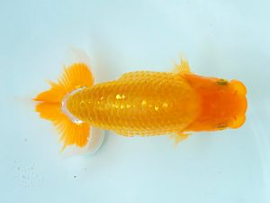 研究会　4席　名口貴之（香川）