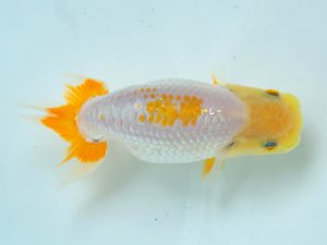 研究会　5席　名口貴之（香川）