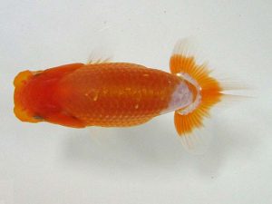 浜松愛魚会　研究会　東大関　伊藤三郎