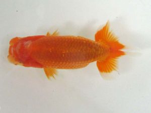 浜松愛魚会　研究会　西大関　鈴木克己