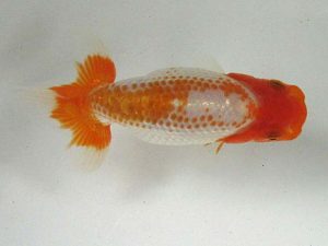 浜松愛魚会　研究会　立行司　原　行男