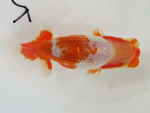 浜松愛魚会　研究会　取締二　小野　五