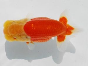 常陸らんちゅう会　研究会　東大関　荻谷冨士夫　水戸市