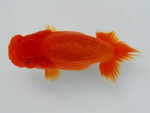 常陸らんちゅう会　研究会 勧進元二　張　琦　中国