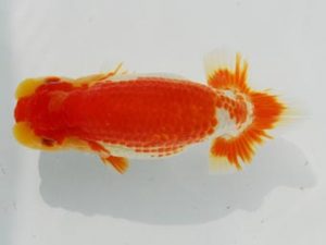 常陸らんちゅう会　研究会 行司一　荻谷達夫　水戸市