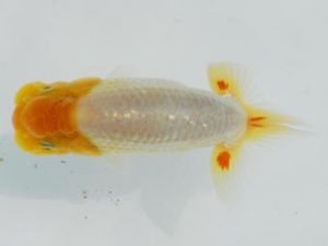 常陸らんちゅう会　研究会 行司二　荻谷冨士夫　水戸市