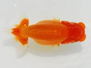 常陸らんちゅう会　研究会 行司三　藤田達也　東海村