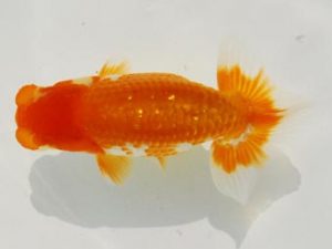 常陸らんちゅう会　研究会 脇行司二　安藤　寛　静岡