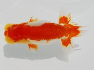 常陸らんちゅう会　研究会　西大関　Feng yue wu 中国