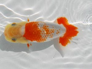 常陸らんちゅう会　研究会　立行司　黒澤義男　ひたちなか市