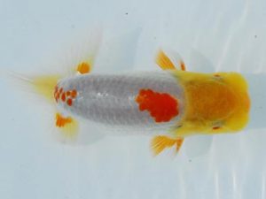 常陸らんちゅう会　研究会　取締二　安藤　寛　静岡