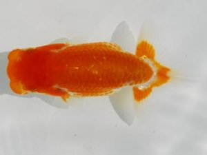 常陸らんちゅう会　研究会 東関脇　安藤　寛　静岡