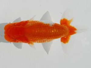 常陸らんちゅう会　研究会 西関脇　酒井　昇　小美玉市