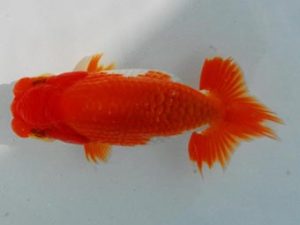 常陸らんちゅう会　研究会 東小結　趙振洪　中国