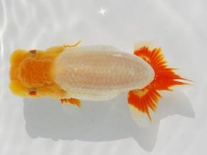 常陸らんちゅう会　研究会 西小結　荻谷達夫　水戸市