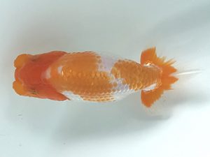 観栄らんちう会　研究会　2位　松本芳夫