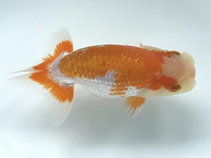 観栄らんちう会　研究会　3位　鈴木和男