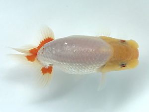 観栄らんちう会　研究会　4位　神尾昭司