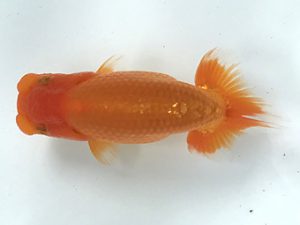 観栄らんちう会　研究会　5位　神尾昭司