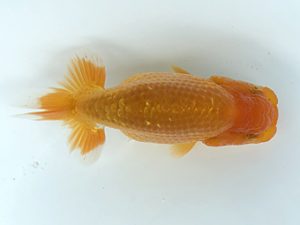 観栄らんちう会　研究会　2位　御手洗逸夫