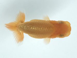 観栄らんちう会　研究会　3位　中川昌洋