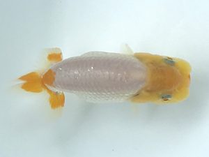 観栄らんちう会　研究会　4位　川合実次