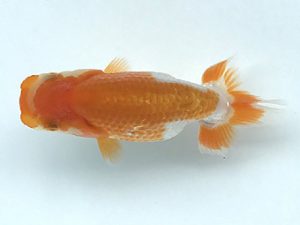 観栄らんちう会　研究会　5位　滝瀬健治