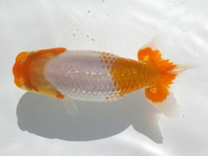 観魚会 勧進元一　秋元和男　君津市