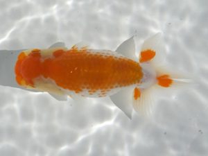 観魚会 勧進元二　磯崎幸道　茨城