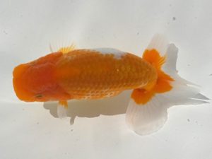 観魚会 行司一　酒井　昇　小美玉市