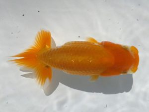 観魚会 行司二　秋元和男　君津市