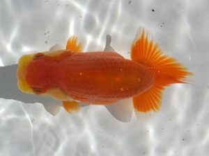 観魚会 行司三　荻谷達夫　水戸