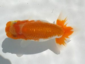 観魚会 脇行司一　亀山二三男　茨城