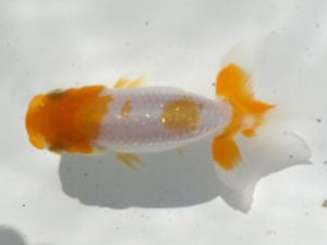 観魚会 脇行司二　松野彰彦　埼玉