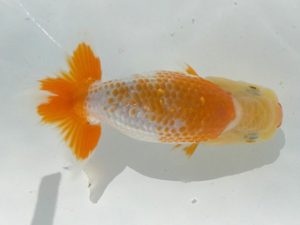 観魚会　研究会　西大関　黒沢義男　茨城