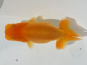 観魚会　研究会　立行司　大渕　功　木更津